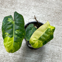 Load image into Gallery viewer, Philodendron Burle Marx Variegata 4&quot;