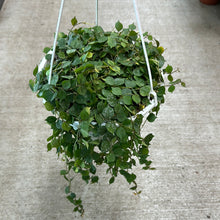 Load image into Gallery viewer, Hoya curtisii 8&quot; HB