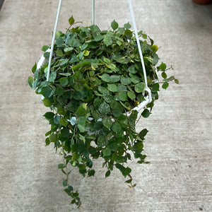 Hoya curtisii 8" HB