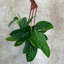 Load image into Gallery viewer, Monstera Peru 6&quot; HB