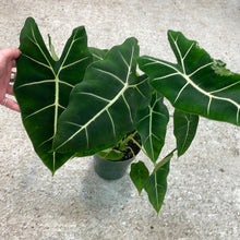 Load image into Gallery viewer, Alocasia micholitziana &#39;Velvet Elvis&#39; 6&quot;