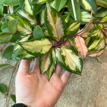 Load image into Gallery viewer, Hoya tricolor 8&quot; HB - Tricolor Wax Plant