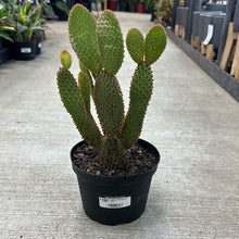 Load image into Gallery viewer, Assorted Cactaceae 6&quot; - Cacti