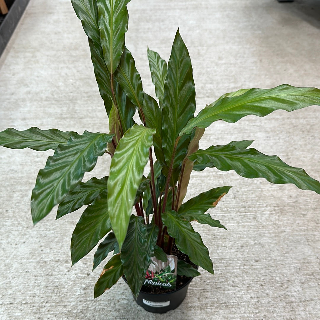Calathea 'Rufibarba' 6