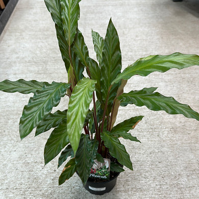 Calathea 'Rufibarba' 6