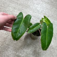 Load image into Gallery viewer, Philodendron Burle Marx Variegata Cup