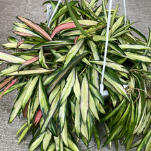 Load image into Gallery viewer, Hoya Wayetii Variegata 8&quot; HB
