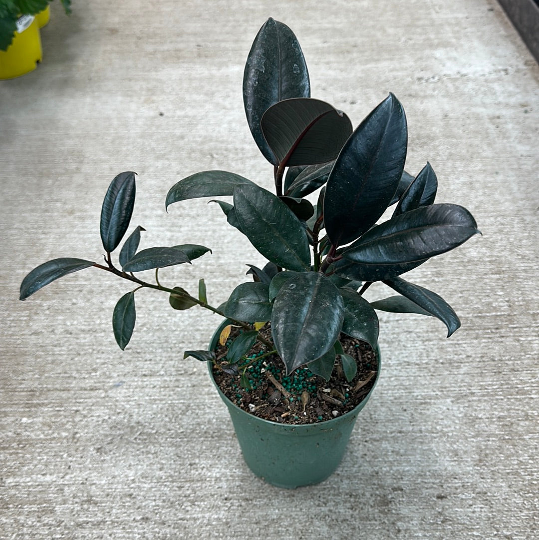rubber tree robusta vs burgundy Ficus 'Robusta' Burgundy 6"