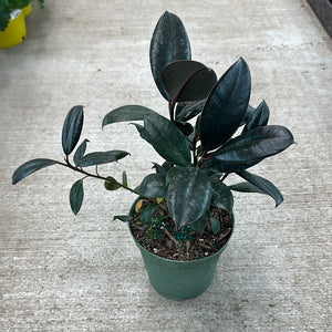 Ficus 'Robusta'  Burgundy 6" - Burgundy Rubber Tree