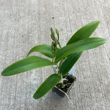 Load image into Gallery viewer, Dendrobium &#39;Spring Fragrance&#39;