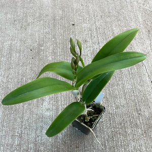 Dendrobium 'Spring Fragrance'