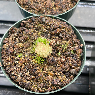 Pinguicula rotundiflora x gracilis