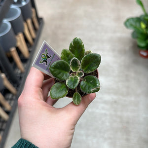 Saintapaulia sp. 2" -Collector/Speciality African Violet