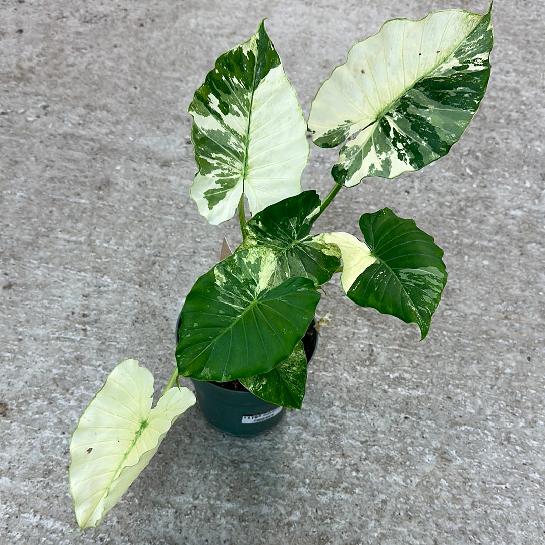 a variegata Alocasia Gageana Variegata 6