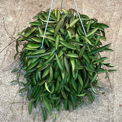 Hoya Wayetii 8