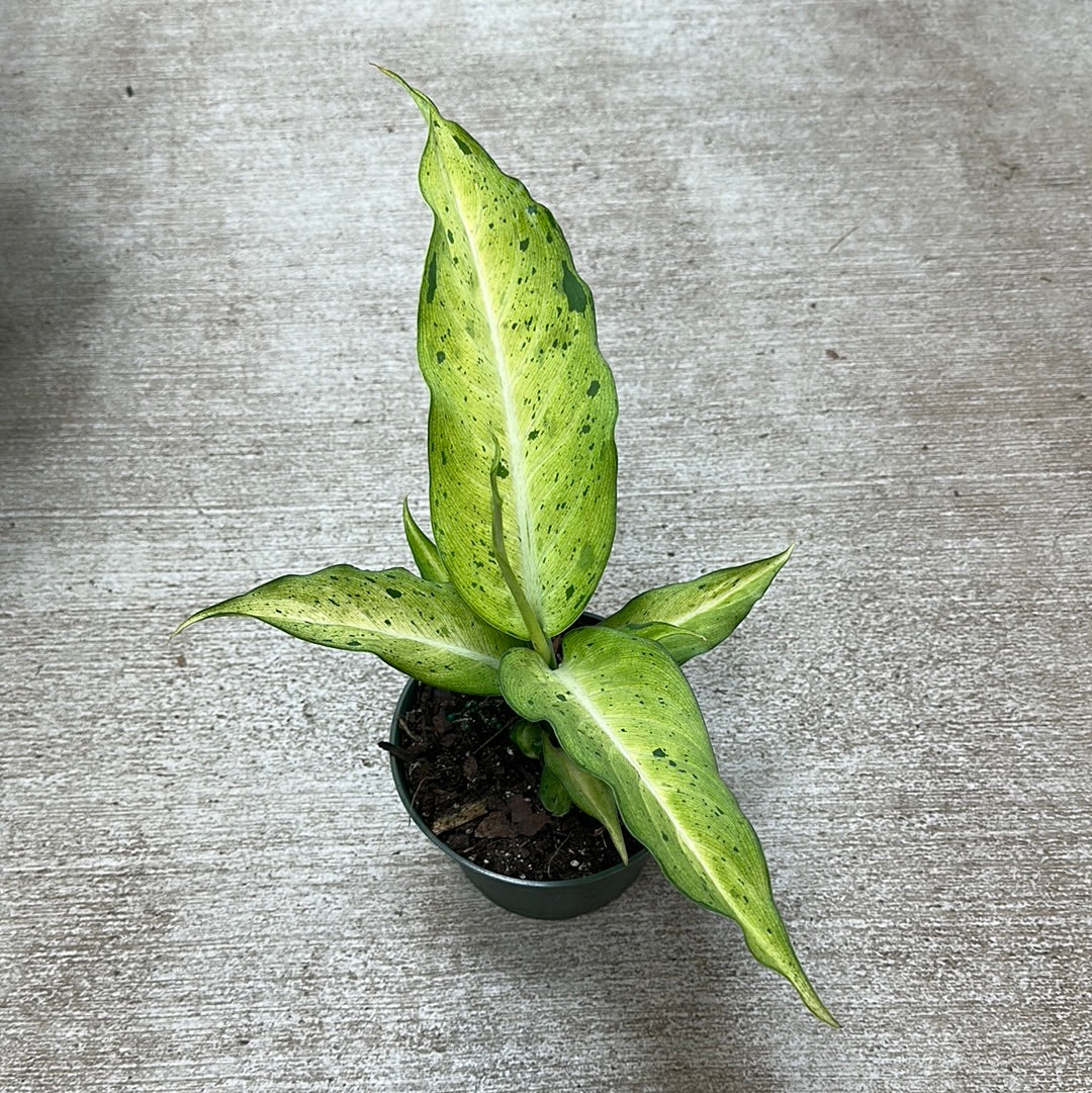 dieffenbachia camouflage plant Dieffenbachia Camouflage 6" – Kent East Hill Nursery