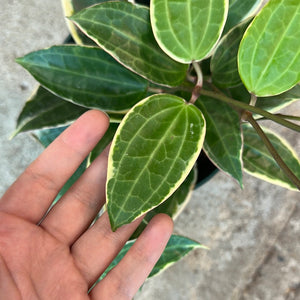 Hoya macrophylla variegata 6"