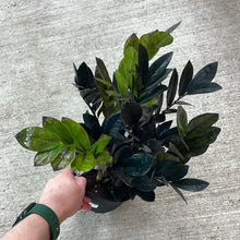 Load image into Gallery viewer, Zamioculcas zamiifolia &#39;Raven&#39; 6&quot; - Black ZZ Plant