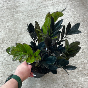 Zamioculcas zamiifolia 'Raven' 6" - Black ZZ Plant