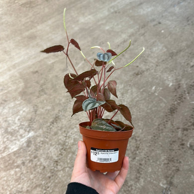 Peperomia turboensis 4