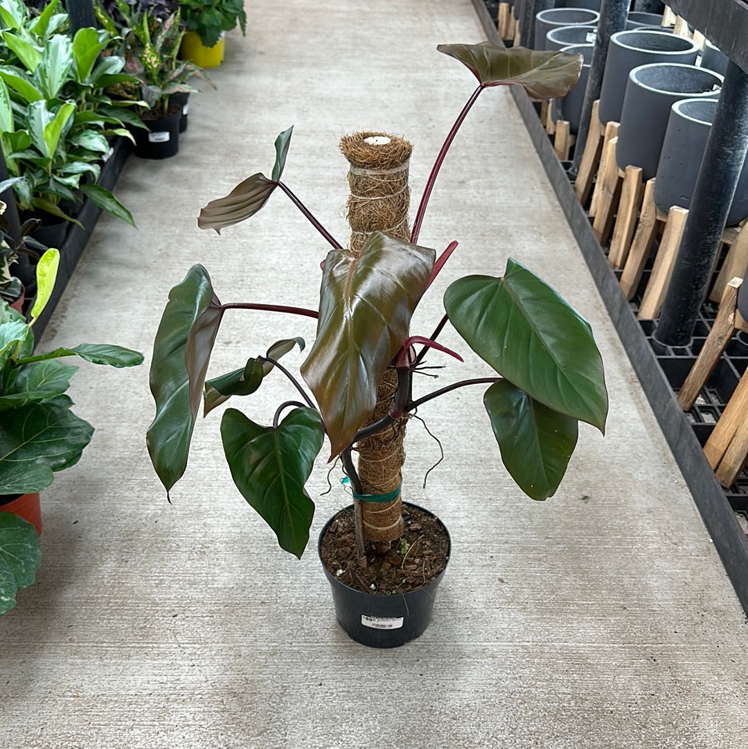 dark lord philodendron price Philodendron 'Dark Lord' 6"