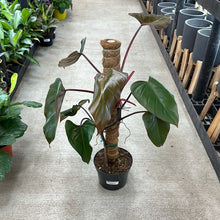 Load image into Gallery viewer, Philodendron &#39;Dark Lord&#39; 6&quot;