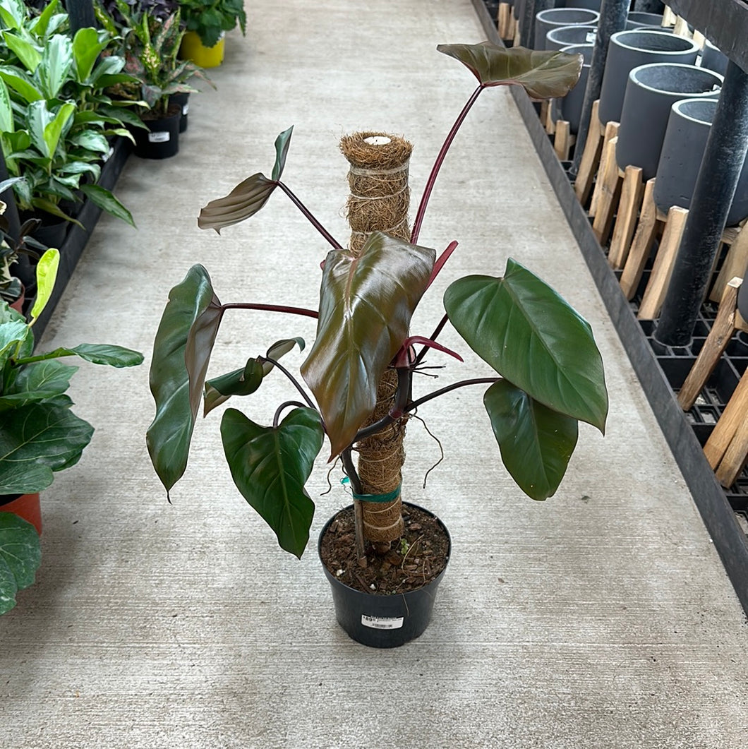 philodendron dark lord Philodendron 'Dark Lord' 6"