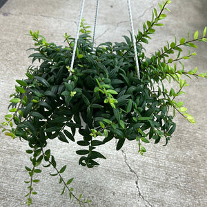 hb succulent Aeschynanthus Japhrolepis 6" HB- Japhrolepis Lipstick Plant – Kent East Hill Nursery