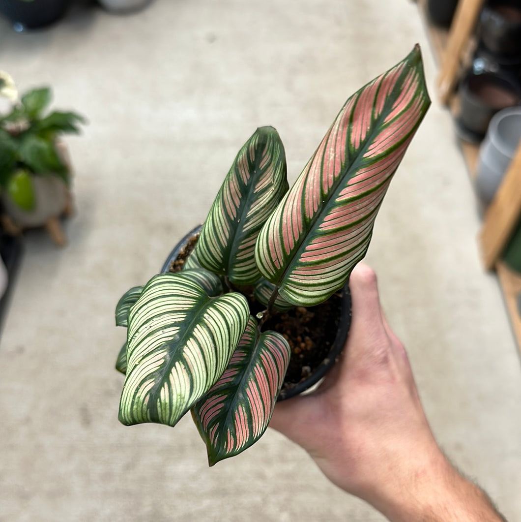 Calathea 'White Star' 4