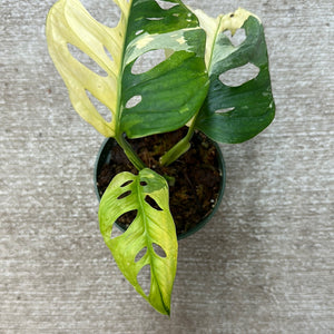 Monstera Adansonii Variegata Aurea 4" Plant C