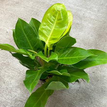 Load image into Gallery viewer, Philodendron &#39;Moonlight&#39; 6&quot;