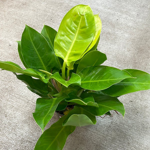 Philodendron 'Moonlight' 6"