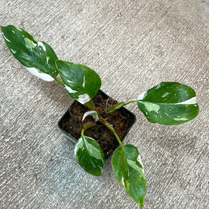 Philodendron 'White Princess'  3"
