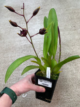 Load image into Gallery viewer, Oncidium Wildcat &#39;Golden Red Stars&#39;