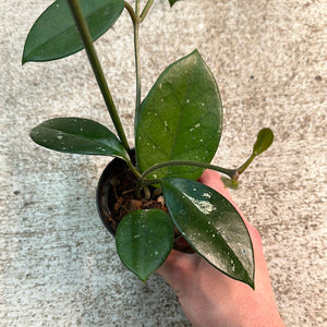 Hoya fungii 3"