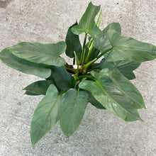 Load image into Gallery viewer, Philodendron Silver Sword Totem 6&quot;