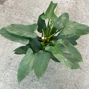 philodendron silver sword totem Philodendron Silver Sword Totem 6"