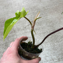 Load image into Gallery viewer, Philodendron Florida Beauty Cup