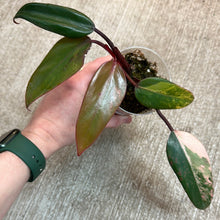 Load image into Gallery viewer, Philodendron &#39;Strawberry Shake&#39; Cup