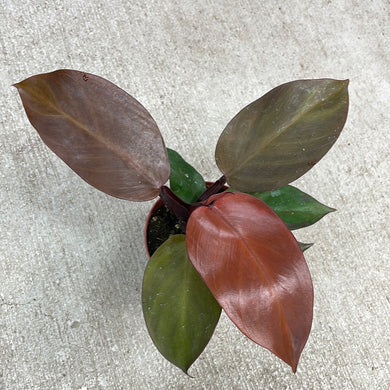 Philodendron McColley's Finale 4
