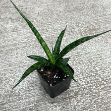Load image into Gallery viewer, Sansevieria Mikado 2&quot;