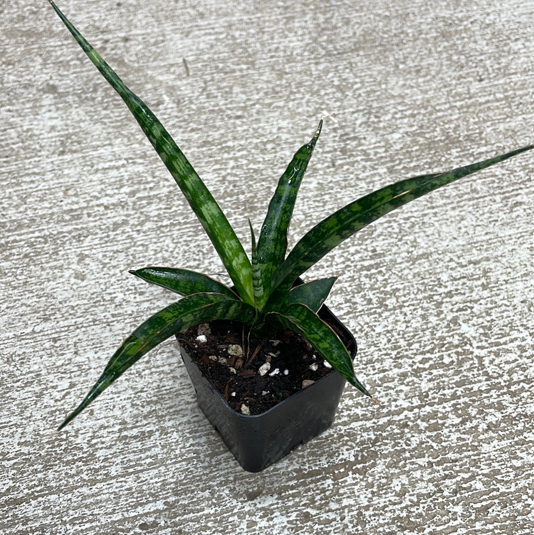 Sansevieria Mikado 2