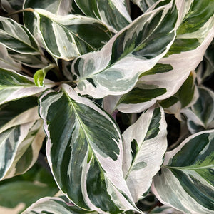 Calathea 'White Fusion' 4"