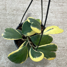 Load image into Gallery viewer, Hoya Kerrii Variegated 6&quot;