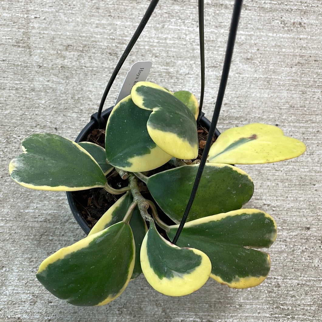 Hoya Kerrii Variegated 6