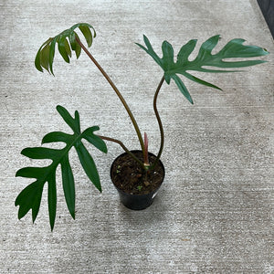 Philodendron Mayoi 4"