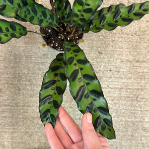Calathea lancifolia 4"