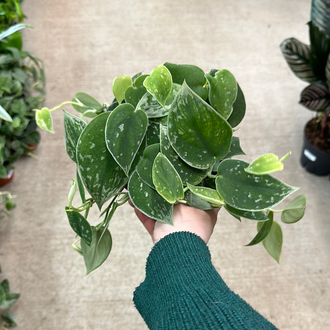 pothos sterling silver Scindapsus 'Silvery Ann' 6"