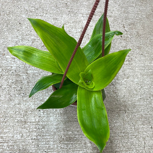 Callisia fragrans variegata 4" HB