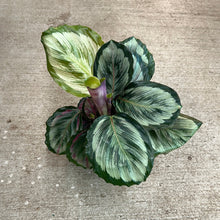 Load image into Gallery viewer, Calathea Eclipse 6&quot;